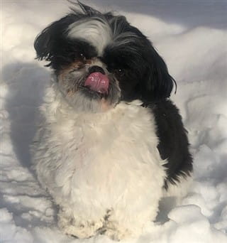 Winter coats outlet for shih tzus